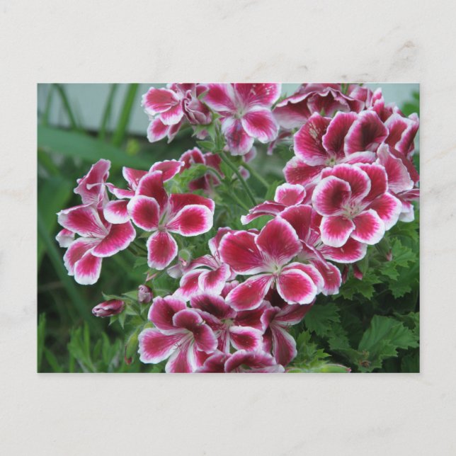 Postal Dianthus (Anverso)