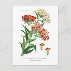 Postal Dianthus barbatus (Dulce Guillermo)
