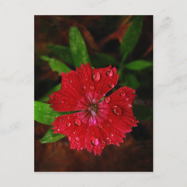 Postal Dianthus rojo con gotas de lluvia (Anverso)