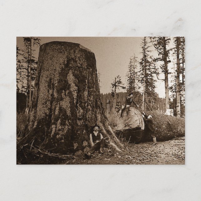 Postal Diapositiva de farolillos vintage de 1903 (Anverso)