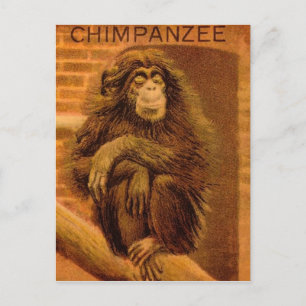 Postal Diapositiva de linterna mágica vintage de chimpanc