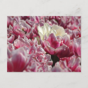 Postal DIARIA DEL patrón de tulipanes blancos rosa