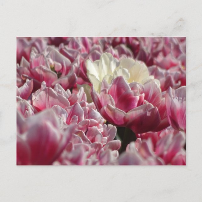 Postal DIARIA DEL patrón de tulipanes blancos rosa (Anverso)