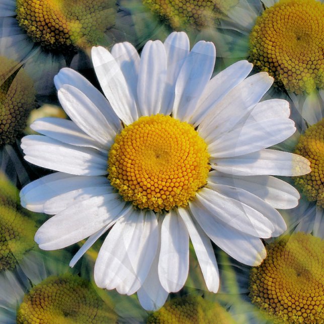 POSTAL DÍAS (A photographic design of multiple images of a little wild daisy. )