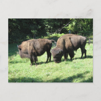 POSTAL "DÍAS DE BISON"