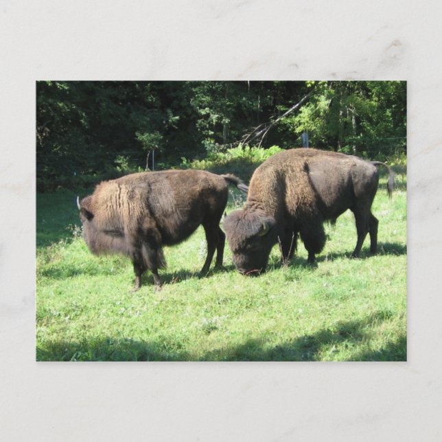 POSTAL "DÍAS DE BISON" (Anverso)