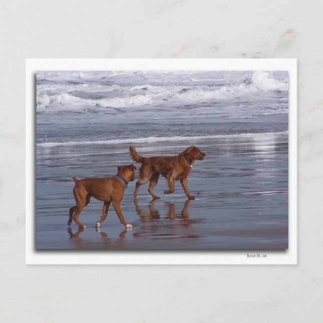Postal Días De Perro De Verano (Anverso)