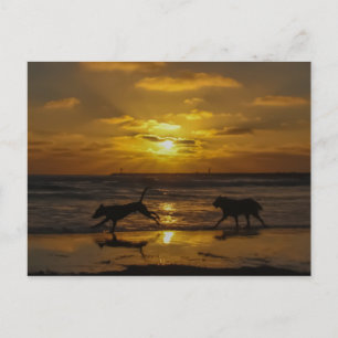 Postal Días de perros de verano