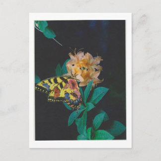 Postal Dibble_Artworks_124_Butterfly