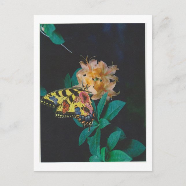 Postal Dibble_Artworks_124_Butterfly (Anverso)