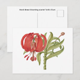 Postal Dibujado a mano floreciendo escarlata Turk's  