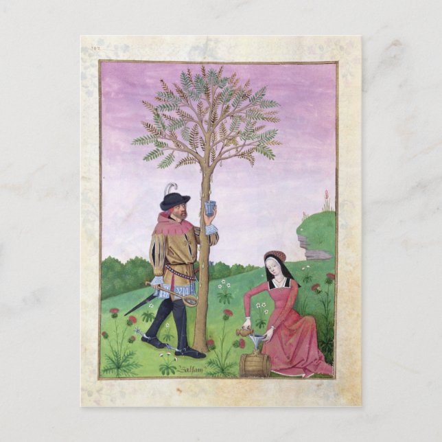 Postal Dibujar un savia de un árbol (Anverso)