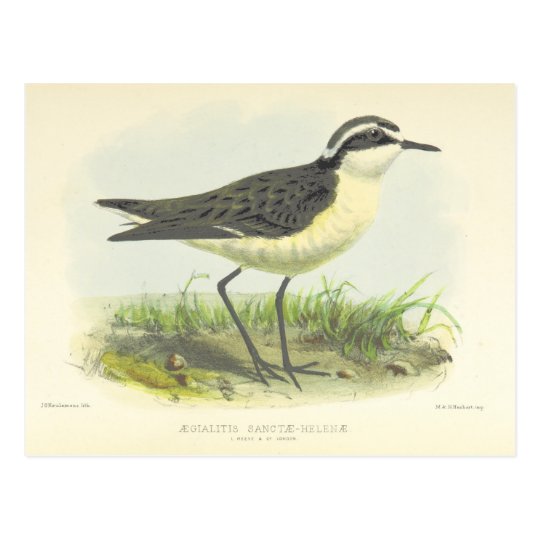 Postal Dibujo 1875 del pájaro del vintage de St. Helena