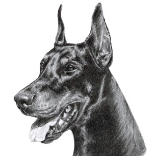 Postal Dibujo a lápiz de Doberman