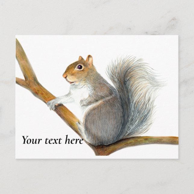 Postal Dibujo a lápiz de una ardilla gris (Anverso)