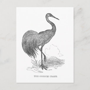 Postal Dibujo a pluma y tinta de grulla vintage