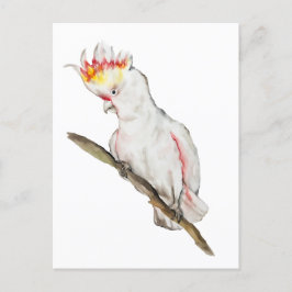 Postal Dibujo acuarela de un loro de cacatúa