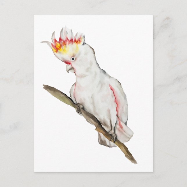 Postal Dibujo acuarela de un loro de cacatúa (Anverso)
