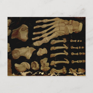 Postal Dibujo anatómico de los huesos del pie