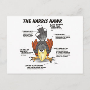 Postal Dibujo animado del halcón de Harris