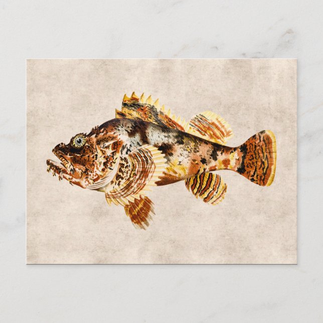 Postal Dibujo antiguo hawaiano del pez de escorpión (Anverso)