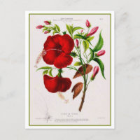 Dibujo botánico de flor rojo hibiscus