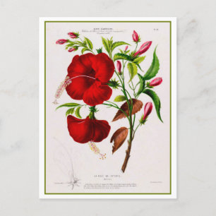 Postal Dibujo botánico de flor rojo hibiscus