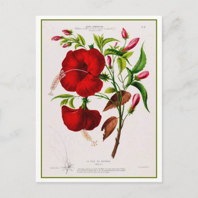 Postal Dibujo botánico de flor rojo hibiscus (Anverso)