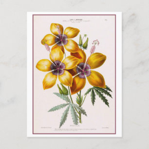Postal Dibujo botánico de flores amarillas hibiscus