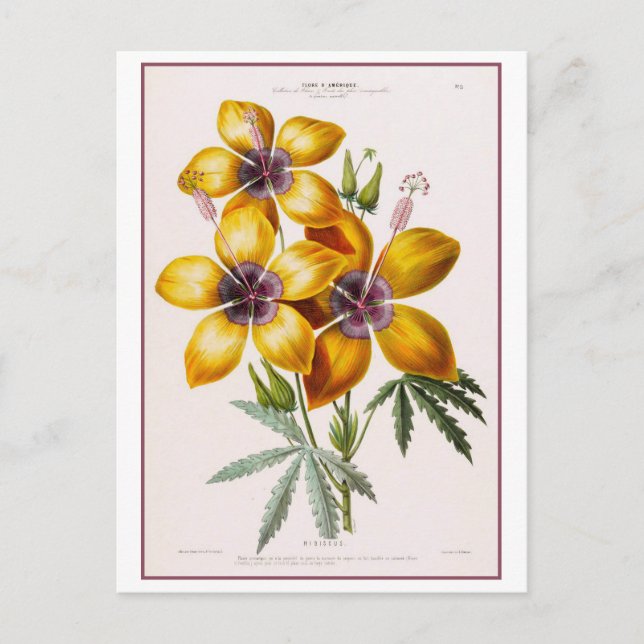 Postal Dibujo botánico de flores amarillas hibiscus (Anverso)