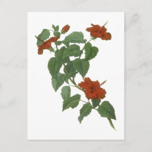 Postal Dibujo botánico de flores de Hibiscus