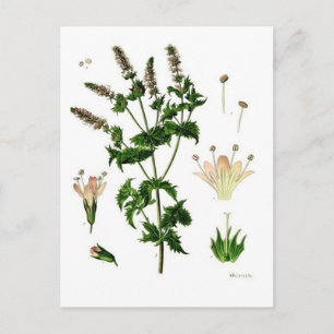 Postal Dibujo botánico de Menta verde