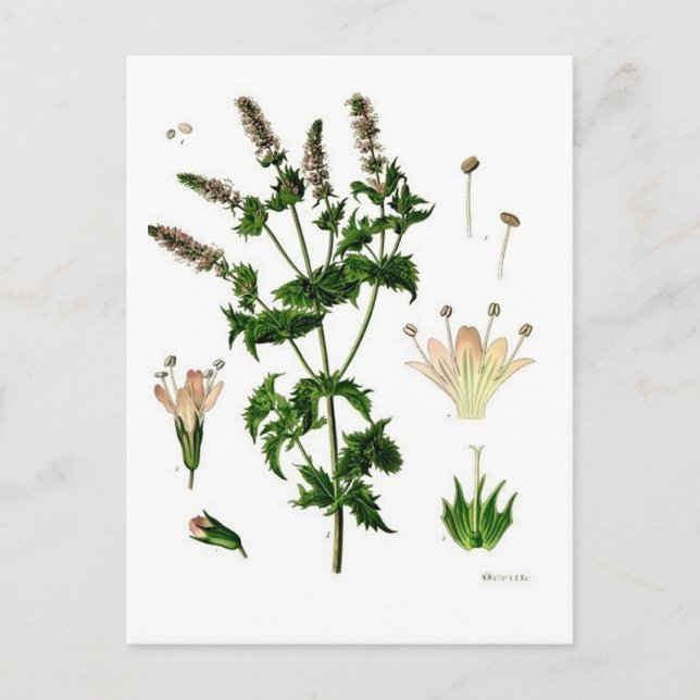Postal Dibujo botánico de Menta verde (Anverso)