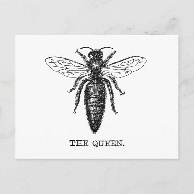Postal Dibujo clásico del Ilustracion Queen Bee (Anverso)