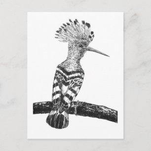 Postal Dibujo de abubilla