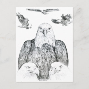 Postal Dibujo de águila calva