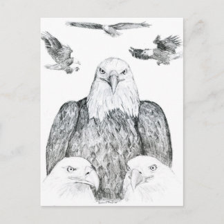 Postal Dibujo de águila calva
