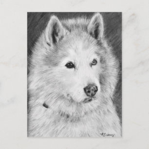 Postal Dibujo de Alaskan Malamute