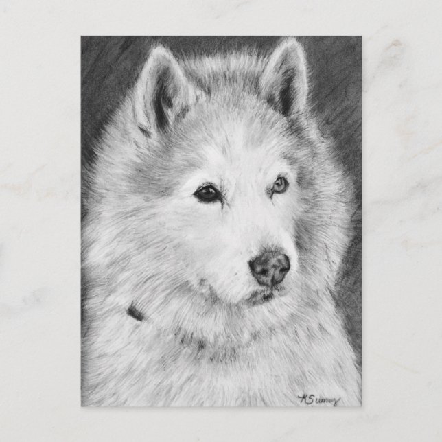 Postal Dibujo de Alaskan Malamute (Anverso)