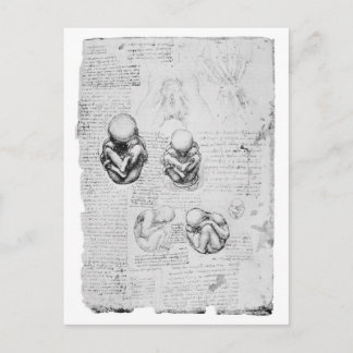Postal Dibujo de anatomía ventilado de un feto