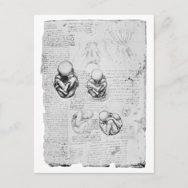 Postal Dibujo de anatomía ventilado de un feto (Anverso)