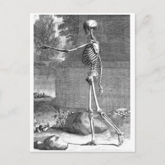 Postal Dibujo de anatomía vintage, vista lateral, esquele