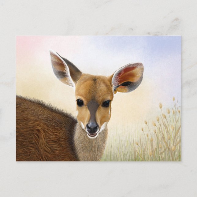 Postal Dibujo de Antelope Bushbuck, joven ciervo africano (Anverso)