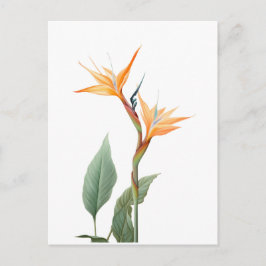 Postal Dibujo de ave del paraíso (flor)