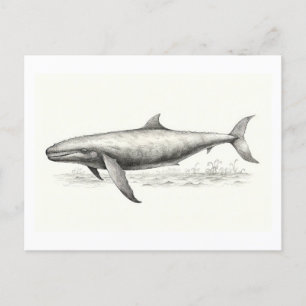 Postal Dibujo de ballenas