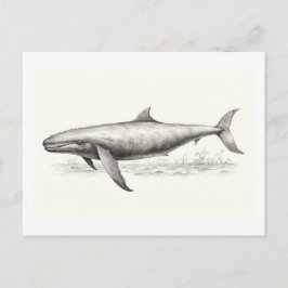 Postal Dibujo de ballenas