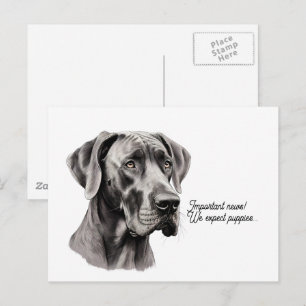 Postal Dibujo de cabeza de Gran Danés