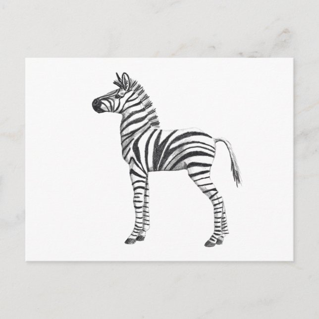 Postal Dibujo de cebra de bebé lindo (Anverso)