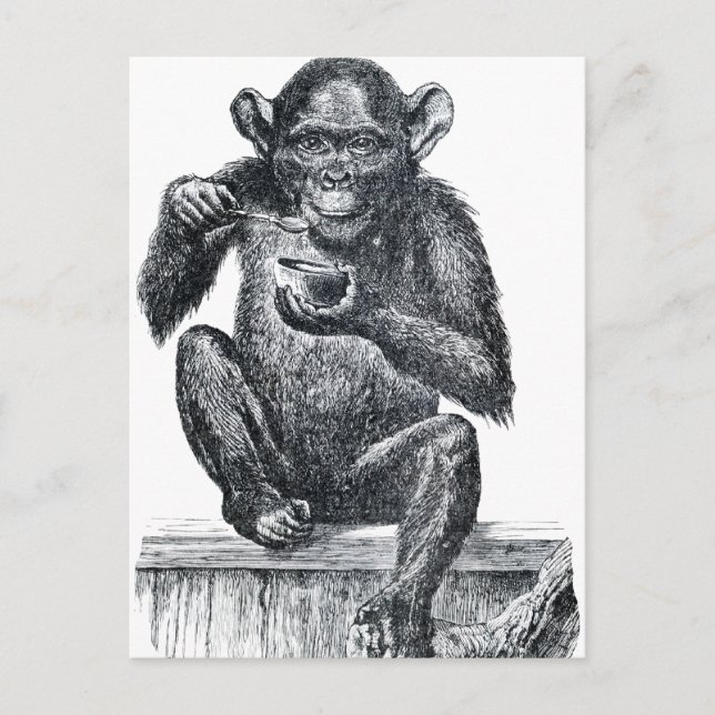 Postal Dibujo de chimpancé de bebé de vintage (Anverso)