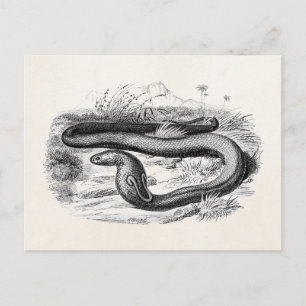 Postal Dibujo de Cobra Snake Retro Cobras de los años 180